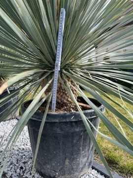 Yucca Rostata palma mrozoodporna Jucca