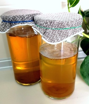 Kombucha grzybek herbaciany kombucza 10 cm 150 ml