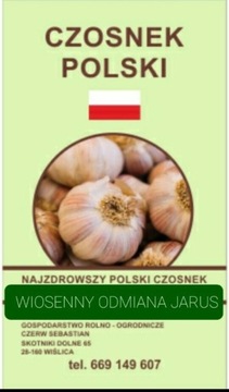 POCZTA WARZYWNA POLSKI CZOSNEK Wiosenny JARUS 1kg