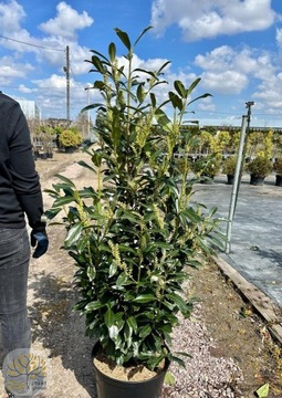 Laurowiśnia / Caucasica Rotundifolia Novita Etna