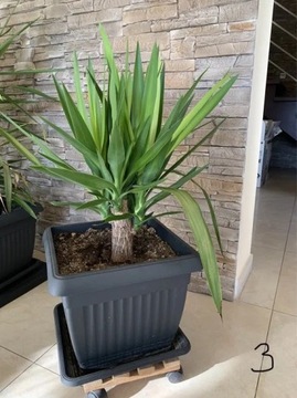 Juka Yucca roślina