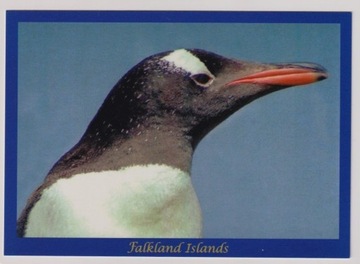Falklandy Malwiny NOWA Pingwiny 581A