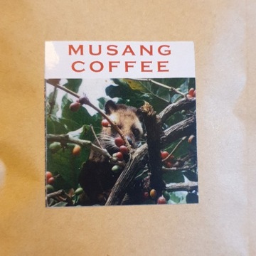 Kopi Luwak Musang Coffee z Filipin Dzikie Zbiory