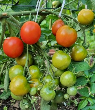 Pomidor Czerwona Kiść nasiona kolekcjonerskie