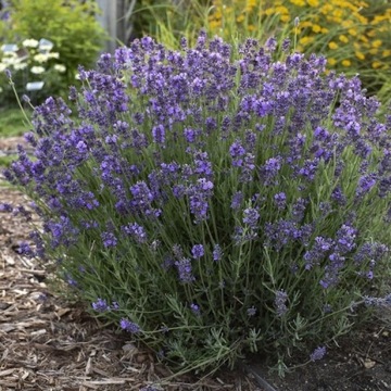 Lawenda wąskolistna 'Hidcote' Lavandula sadzonka