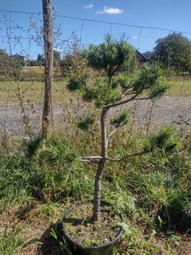 Sosna BONSAI Watereri donica 1m Pinus Sylvestris