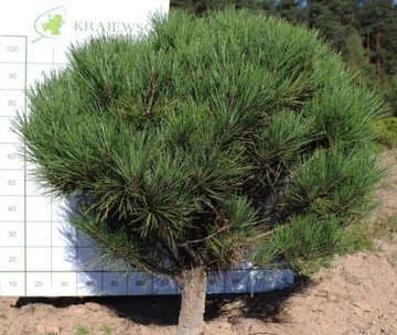 SOSNA Pinus densiflora Umbraculifera 100cm