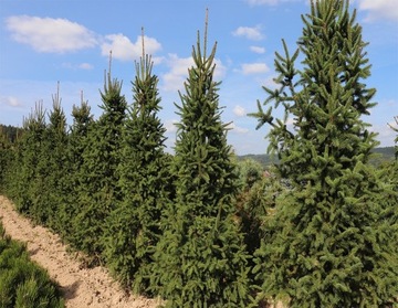 Świerk pospolity Picea abies Cupressina 300-350cm