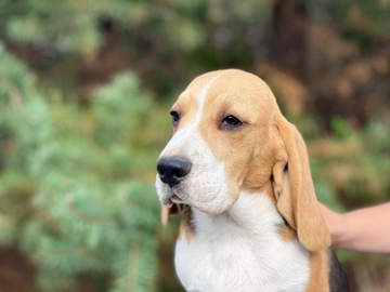 Beagle szczenię pies, ZKwP (FCI)