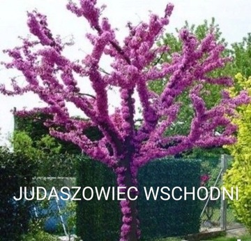 Judaszowiec Wschodni. Jadalne kwiaty. Sadzonka