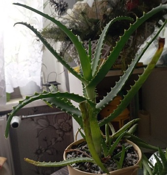 Aloes odszczepka