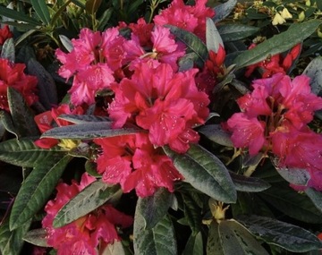 Rododendron Weinlese kwitnie 2 razy w roku rarytas