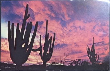 Pocztówka Zachód Słońca Kaktusy Pustynia Kalifornia USA 