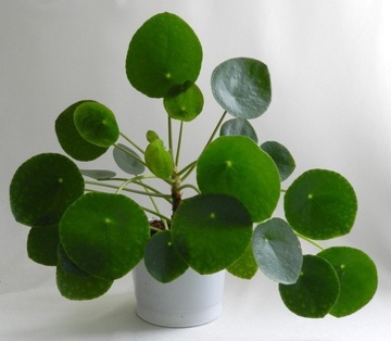 Pilea peperomiowata