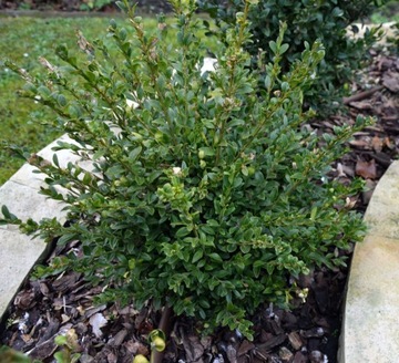 Bukszpan wieczniezielony 'Marian' Buxus 063