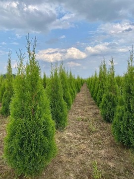 Tuja Thuja Smaragd Szmaragd 80 - 90 - 100 cm