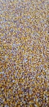Kukurydza sucha suszona w suszarni opalana gazem
