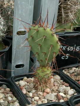 Opuntia x phaeacantha JRT 5901 - siewka