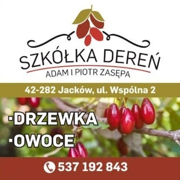 Dereń Jadalny SADZONKI NA PLANTACJE!