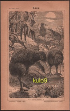 PTAKI KIWI litografia z 1874 roku ORYGINAŁ