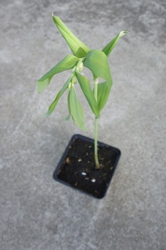 kokoryczka wielokwiatowa Polygonatum, sadzonka