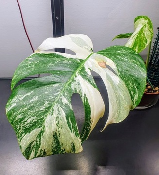 Monstera Variegata sadzonka 3 listna