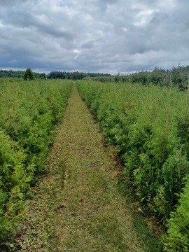 Tuja Brabant Thuja occidentalis Brabant 