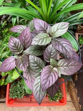 Terrarium, paludarium Hemigraphis colorata śliczna