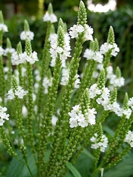 VERBENA HASTATA WERBENA ALBA 300 n/23