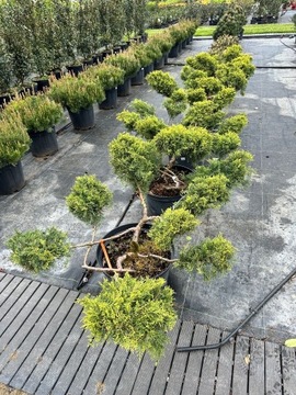 Thuja Pfitzeriana aurera - Bonsai