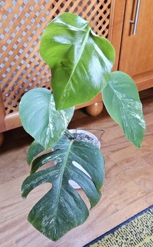 Monstera Deliciosa variegata - roślina w doniczce