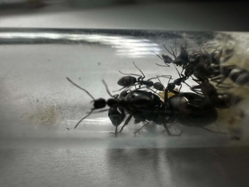 Kolonia Mrówek Camponotus Japonicus 2023