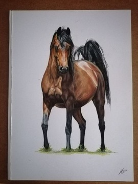 Rysunek konia arabskiego