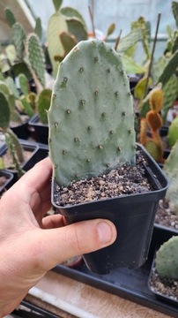 OPUNTIA FICUS INDICA - OPUNCJA FIGOWA