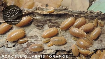 Porcellio laevis "orange" - ekipa sprzątająca 