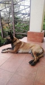 Szczeniaki Owczarek Belgijski Malinois