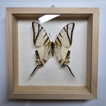 Motyl w gablotce Eurytides Telesilaus