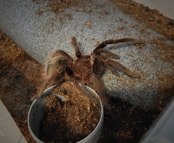 Samice Theraphosa apophysis ponad 6DC