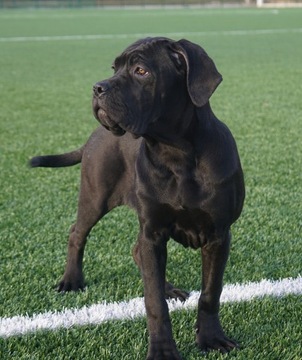 Piękna suczka Cane Corso Italiano (ZKwP FCI)