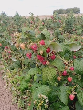 Maliny Polana sadzonki