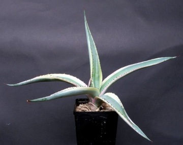 Kaktusy! - Agave guiengola 'creme brulee'-RARYTAS!