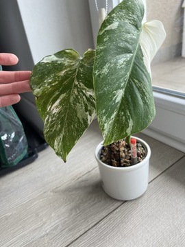 Monstera Variegata ukorzeniona rosnąca CUDNA