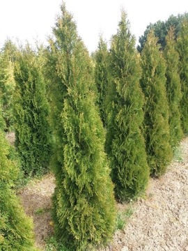 Thuja Smaragd 200 - 230 cm / promocja 80 zł