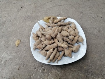 TOPINAMBUR Bulwa Słonecznika, Smaczny Ziemniak 1kg