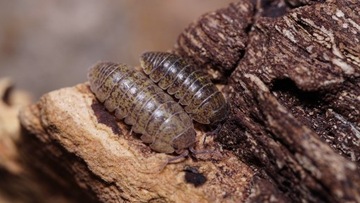 Armadillidium arcangelii 12szt Rarytas!