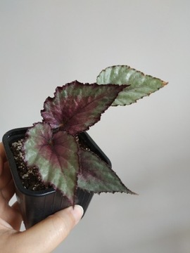 Begonia rex królewska- roślina doniczkowa