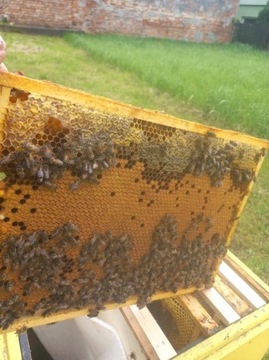 Odkłady pszczele 5 ramek wielkopolskich - Wysyłam