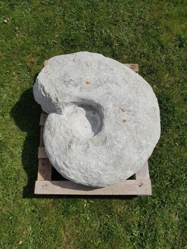 Amonit, około 80 kg