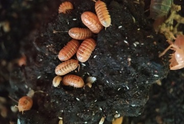 Armadillidium tangerine. Warszawa. Isopody. 12 