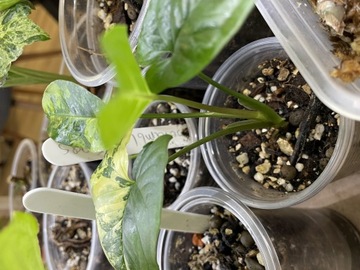 Syngonium Yellow Variagata